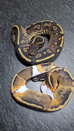 Nice Ball Python #ballpython #snake #pythonregius #reptiles #königspython