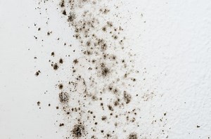 At What Temperature Does Mold Die? (Find Out How To Kill Mold!)