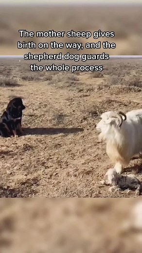 #shepherd #dog #cleverdog #fyp #sheepdog