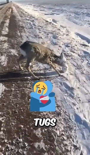 Frozen Deer Needs Help 😱🦌#animals #wildlife #deer | Cpacify Maris