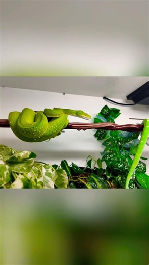 Best Way To Pair Up Green Tree Pythons For Breeding… The Safe Way! 😁🐍