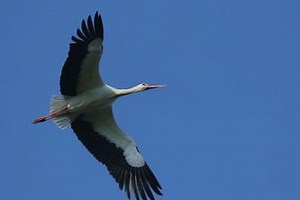 Migratory Birds for Earthquake Forecasting