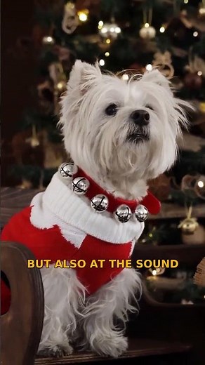 Pavlov's experiments showed dogs can learn through signals