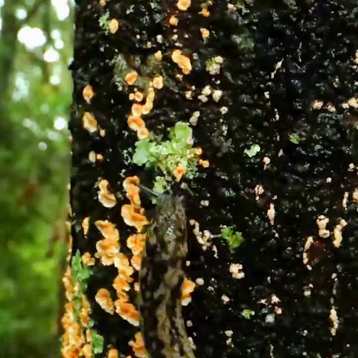 Tree slug time-lapse. These move so slowly you can barely detect any motion at all. I timelapsed it over 3 hrs to make this. #timelapse #nature