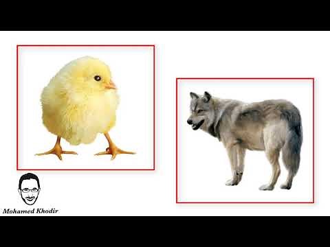 Auditory discrimination activities | animals sounds | wolf | Mohamed Khodir