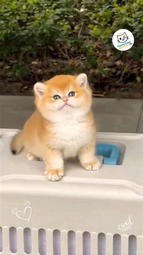 Funny Cat Meowing 😹🎤 You Can’t Stop Laughing! #FunnyCat #MeowTime #CatLaughs