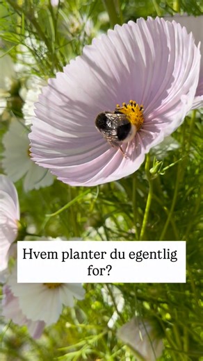 Tonje on Instagram: "Planter du for deg selv eller for noen andre? Jeg planter litt for meg selv, men husker alltid å plante blomster som pollinerende insekter blir glade for 🐝 I hagen min er de mest fornøyd med: Prydkattemynte Cosmos Kornblomst Sommerfuglbusk Agurkurt Zinnia Solsikke Hvilke blomster i din hage får mest besøk av bier og sommerfugl? Har du lyst til å lære mer om hvordan du kan lage en pollinatorvennlig hage bli med på Året med Hagen bak huset link i bio🐝🦋 #bre #pollinator #hag