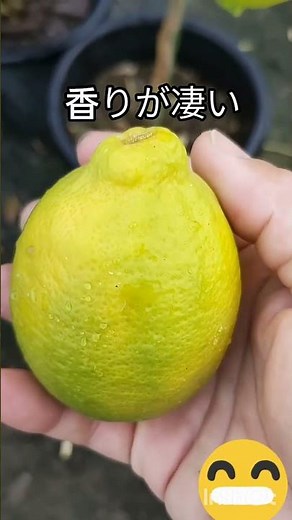璃の香（りのか）」は、リスボンレモンと日向夏の交配種で、果皮が薄くまろやかな酸味が特徴のレモンです日当たり・水やり: 日当たりの良い場所に、腐葉土を十分すき込んで植え付けます。鉢植えの場合は、土がよく