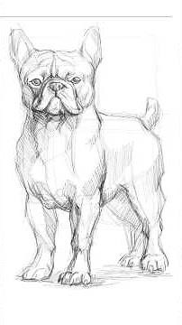 How to Draw a Cute French Bulldog Step by Step 🐶 | Easy Dog Drawing for Beginners