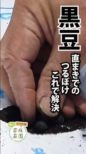 [Home Gardening] Solving Vine Overgrowth in Directly Sown Black Soybeans: The Fukuda Method