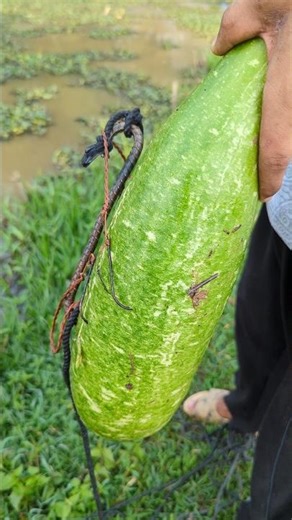 Tempting Gourd Bait,new#fish_traps#bait_fishing
