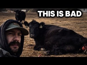 This Can Be A Huge Problem During Calving Season