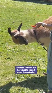 Step into the sunshine and recharge with us. Thanks to UCSF Campus Life Services, our UCSF-ers took the time to destress and pet some llamas. Recess Time is an annual event to allow learners, faculty, and staff to take a break from their busy day and decompress. | UCSF