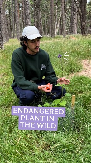 🥳 This is the extremely rare alpine blue-sowthistle thriving in the wild. The endangered plant (Cicerbita alpina) had only four populations in the wild in Scotland. But thanks to our restoration efforts over the past few years, 1,200 individual plants have now been reintroduced, including this beauty. Scottish Native Plant Horticulturist, Pablo, explains more. 🌱 Plant by plant, we’re helping bring this species back from the brink of extinction. Support our mission to protect Scotland’s most th