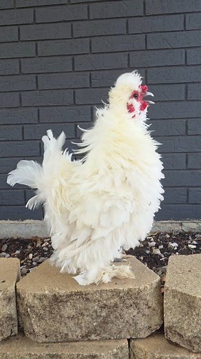 The most angelic voice from the fluffiest frizzle silkie rooster you've ever heard 😇🪽📢 #chickens #chickensofinstagram #silkie #silkiechicken #roosterlove #fluffy #animals #farming #farmanimals #rooster | ILonka Margis