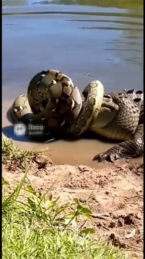 Croc vs Python: Shoreline Battle Madness 😂🐊🐍