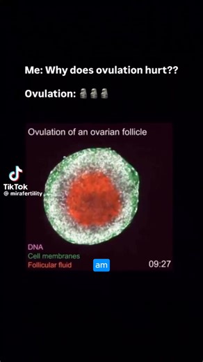 Everyone’s talking about Mira—and they should. 🔥 The only hormone monitor with clinical-level accuracy—that you can use at home. 🔥 Track LH, PdG, E3G and FSH and understand your unique Hormonal Fingerprint™ 🔥 97% feel more in control of their health—turn daily hormone readings into lifechanging insights on your cycle, mood, energy, symptoms and more. | Mira Fertility