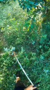 Transforming the Forest Path – Full Clearing & Trimming