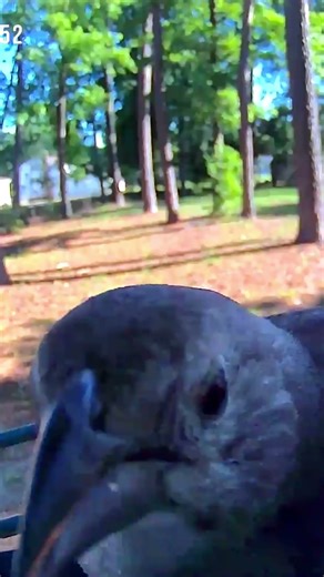 Brown headed Cowbird let that cardinal know