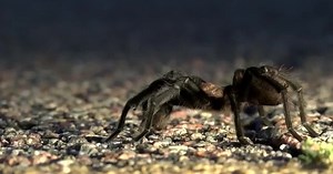 Annual tarantula 'migration' begins in southeastern Colorado