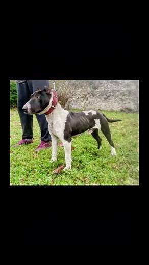 #lurcher #levrier #greyhound #bullterrier #dogoargentino #apbt #pitbull #workingdog #workinglurcher