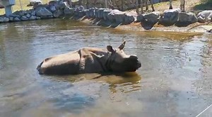 11K views · 345 reactions | One of the Indian Rhino, Maya, having a swim in Fota Wildlife Park. Thanks to our ranger Jess for the video. If any of our younger fans are missing the rhino make sure to watch to the end. Learn more about our Indian Rhino - bit.ly/RhinoWorkbook | Fota Wildlife Park | Facebook