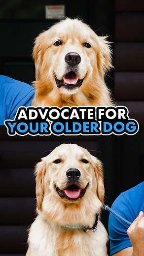 10K views · 237 reactions | When bringing a new puppy or dog into the...