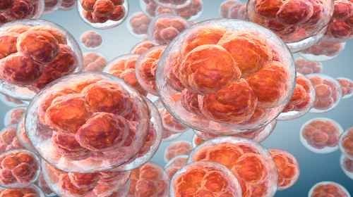 Fases do desenvolvimento embrionário humano - Planeta Biologia