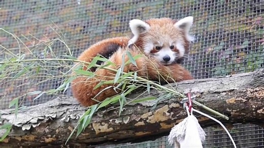 Red panda cubs see snow for the first time at a US zoo
