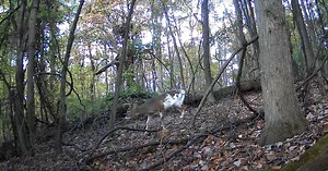 What is the piebald deer?