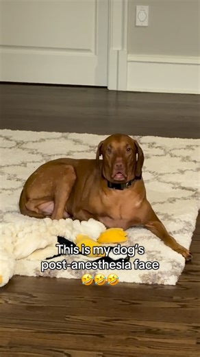 Betsy Grunch, MD | Neurosurgeon on Instagram: "One neuron is actively firing atm. 😦 🤣 #anesthesia #dog #funny"