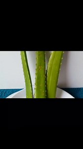 Aloe vera, aloe, aloe vera benefits, facial at home, skin care hacks, skincare, oily skin, beauty tips, skin care routine, dark spots, acne, life hacks, pimples, glowing skin, glow, skincare routine, black spots, moisturizer, acne scars, blackheads, face wash, natural skin care, budget skin care hacks, sensitive skin, facial, tanning, tanned, Mens skin care, dry skin, eating aloe vera, aloe vera, remove poison from aloe vera, How to remove poison from aloe vera, how to eat aloe vera, skincare ca