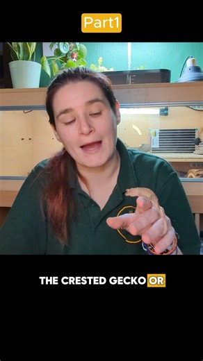 Meet Callie the Crested Gecko