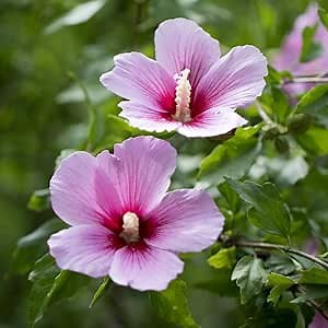 Althea Rose of Sharon Tree Live Plant for Flowering in Pot, Red Hibiscus Plant Live, Hibiscus Syriacus Flowers, 6-13" Height (Pink)