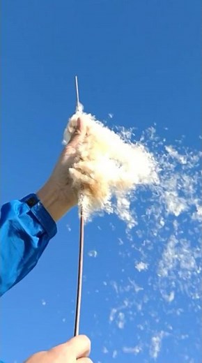 Cattail Explosion ガマの穂大爆発