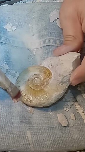 Ammonite finishing