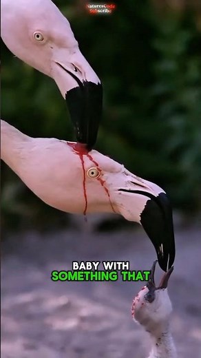 Flamingo Parents Secret: Feeding Babies BLOOD-RED ‘Milk’?! 😱🦩#shorts #transition