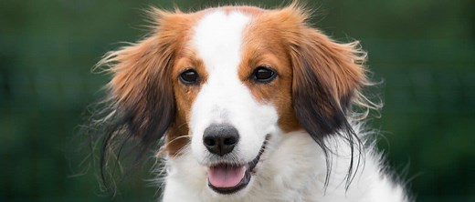 Kooikerhondje