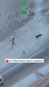 149K views · 2.1K reactions | K-9 Red in Action "On (Feb 7) Friday...