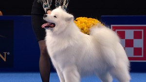 2024 NDS: Samoyed