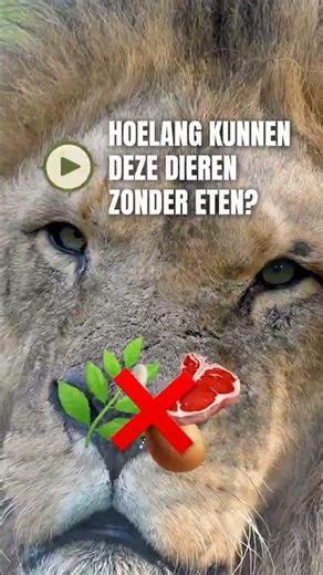 Safari Shorts | How long can these animals go without food? #beeksebergen