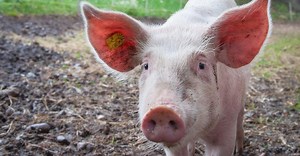 Pig Factory Facts That Will Never Make You Want To Eat Bacon Again