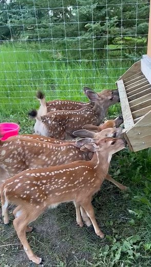 The difference that a couple weeks makes! These deer fawns have grown a lot in a short amount of time. A large part of that is feeding them the right formula in the right amounts! We go through a lot of formula as the deer grow, and the costs add up quickly. If you would like to help support these growing fawns you can click the link below! https://www.aiwc.ca/support-us/ . . . . #aiwc #albertawildlife #wildliferehab #nonprofit #deerfawns #fawn #babydeer #albertainstituteforwildlifeconservation 