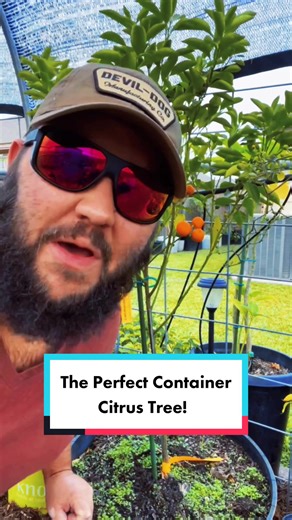 The Perfect Container Citrus Tree: Calamondin Guide