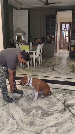 boxer Training #boxer #boxerdog #shorts #dog #dogtraining