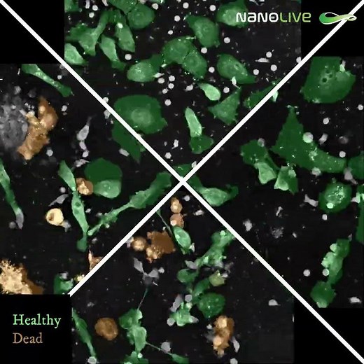 LIVE Cytotoxicity Assay overlay across four different conditions