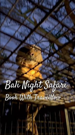 Bali Night Safari | Tiger Experience TravelNow #nightsafari #tiger #tigers #ytshorts #shorts #travel