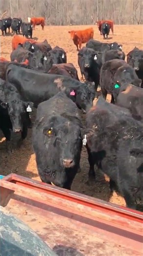 175 Angus - Cows For Sale