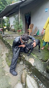 4.9M views · 253K reactions | Our Kalu was missing for a month… and today he finally came back home ❤️ The happiest moment was seeing him reunite with my grandma, who raised him like her own child. He’s not just a pet, he’s family… and today our family is complete again. ✨❤️ | Rock Lama | Facebook