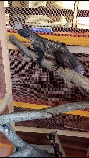 Iguana Care Tips: Keeping Your Pet Happy and Healthy